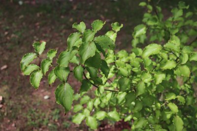 Cornus kousa - dřín japonský - listy